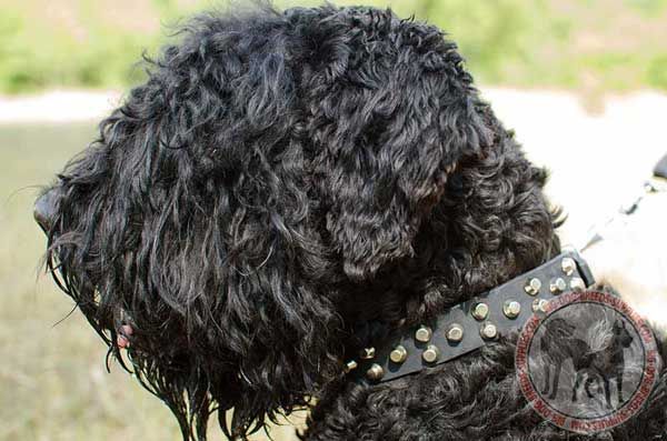 Leather Black Russian Terrier Collar Accented with Superb Proportional Pyramids