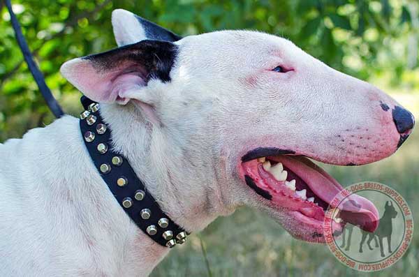 Leather Bull Terrier Collar with Dressy Decoration