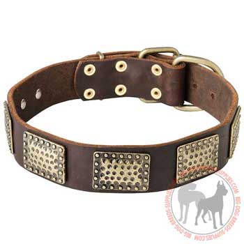 Dog collar leather decorated with pretty plates