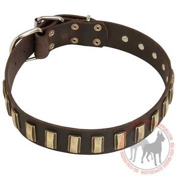 Leather dog collar with brass plates handset in the leather