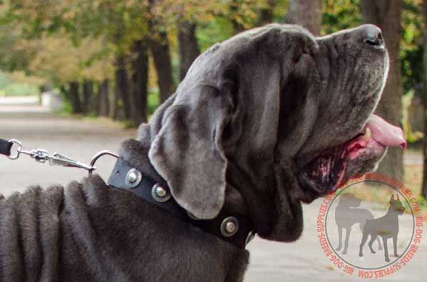 Mastino Napoletano Collar for Stylish Dogs