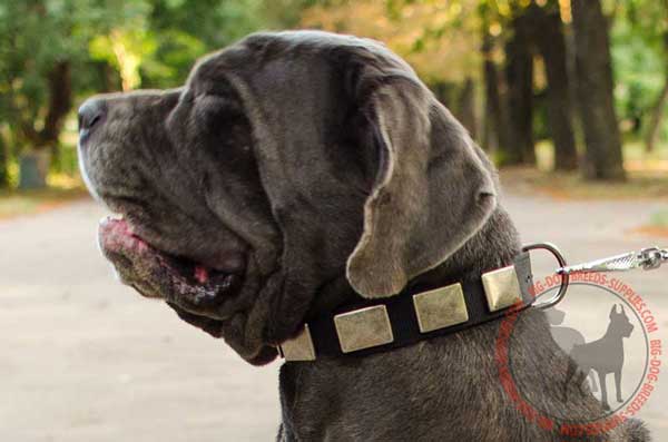 Nylon Mastino Napoletano Collar with Gorgeous Plates