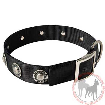 Nylon dog buckle collar with adornment