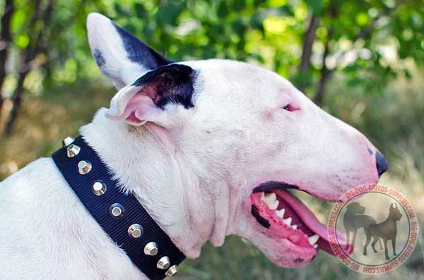 Nylon Bull Terrier Collar with Silver Colored Pyramids