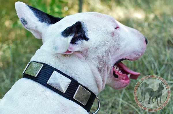 Nylon Bull Terrier Collar for Walking
