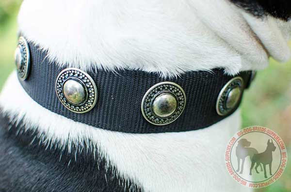Dog Nylon Collar with Gorgeous Conchos