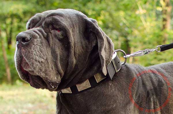 Nylon Mastino Napoletano Collar with Plates