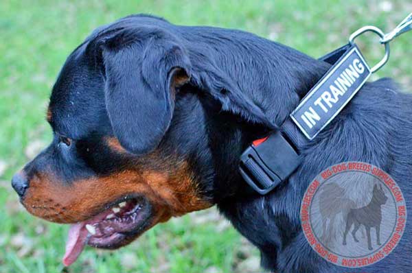 Rottweiler Nylon Dog Collar with Patches