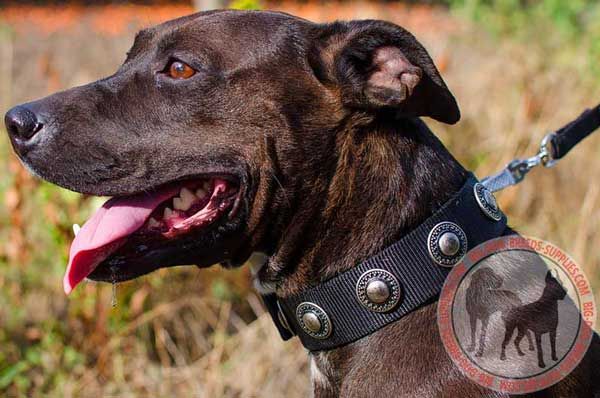 Pit Bull Collar with Conchos