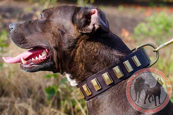 Pitbull Decorated Dog Collar Made by the Best Craftsmen