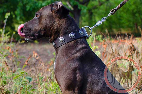 Leather Pitbull Collar