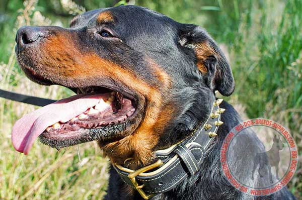 Spiked Leather Rottweiler Collar