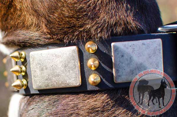 Plates and spikes as decoration of leather dog gear