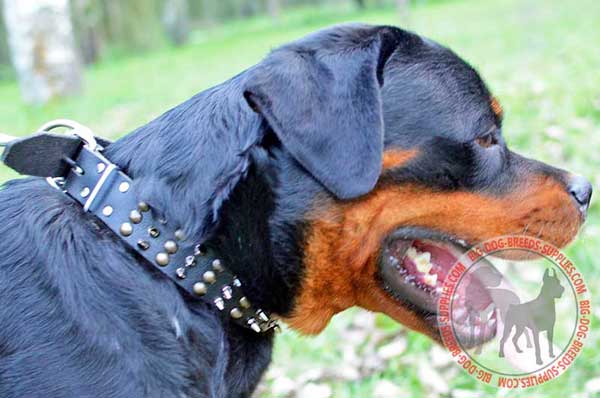Leather Rottweiler Collar Spiked Studded