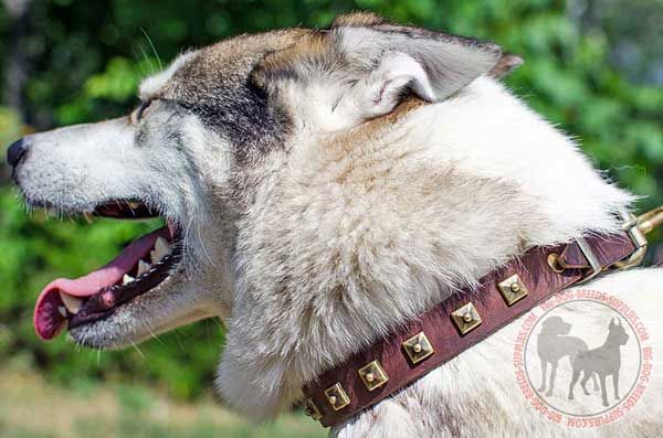 Studded West Siberian Laika Collar Leather for Showy Outings