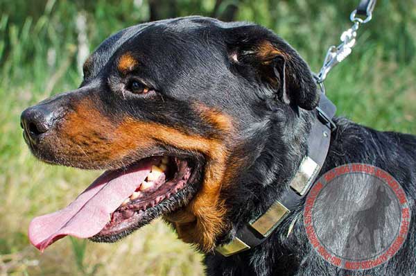 Rottweiler collar with gorgeous nickel plates