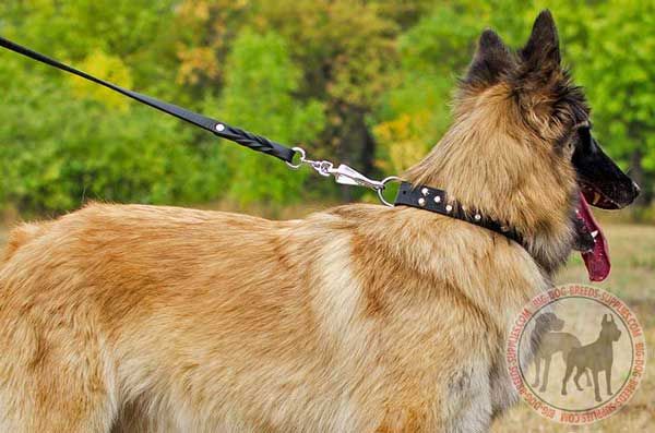 Tervuren Leather Dog Collar with Studs