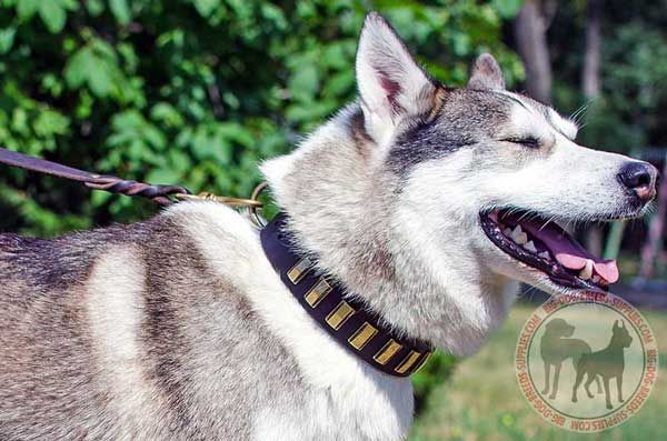 Leather West Siberian Laika Collar Perfect for Daily Wear