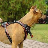 Painted Leather Pitbull Harness for Agitation Training  Painted Leather Pitbull Harness for Agitation Training