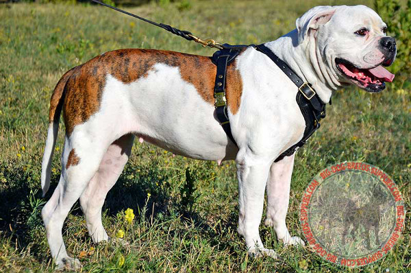 Leather American Bulldog Harness for Attack Work