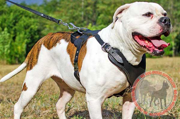 Leather Harness for American Bulldog Agitation Work