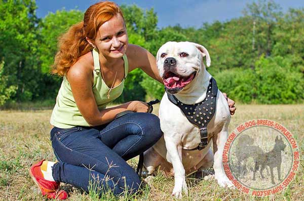 Fashion Walking Equipment for American Bulldog