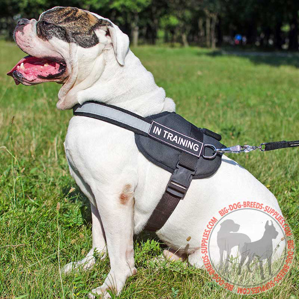 Reflective Harness for American Bulldog