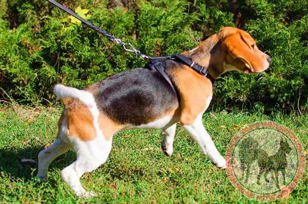 Beagle Black Leather Harness with Hand Riveted Spikes