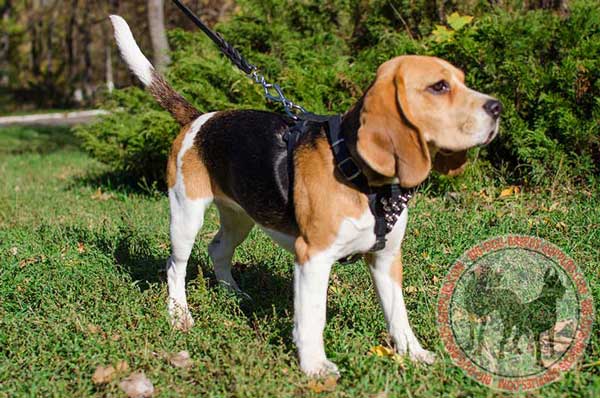 Black Leather Beagle Harness