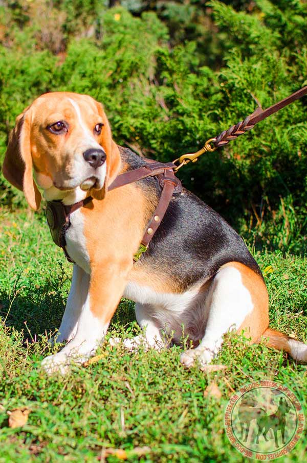 Beagle Harness of Brown Color