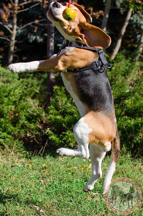 Lightweight Gear for Beagles and Small Breed Dogs