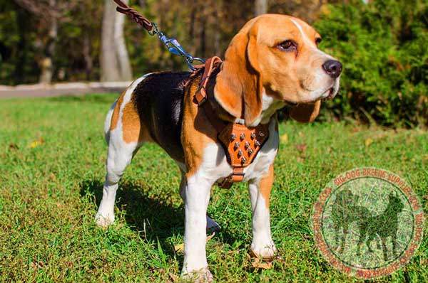 Fashion Leather Harness for Beagles