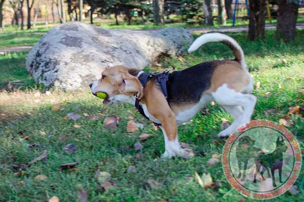 Lightweight Beagle Harness
