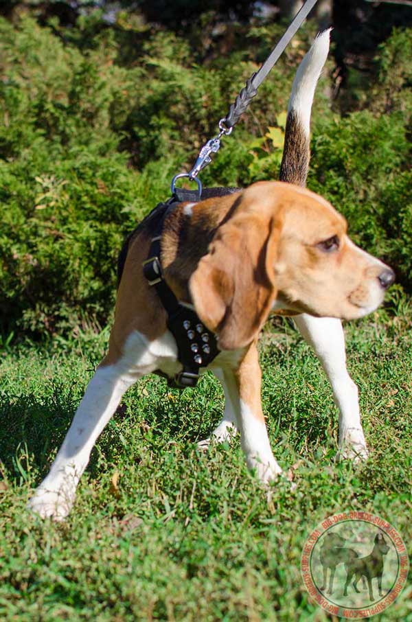 Beagle Leather Harness in Black Color