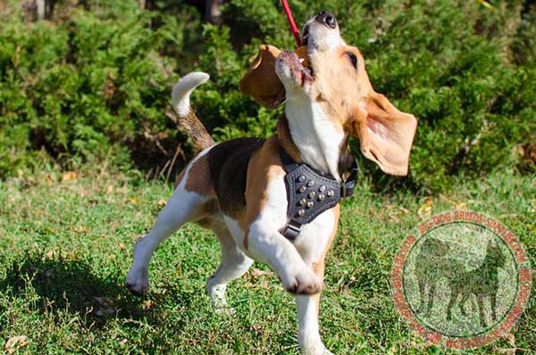 Studded Harness for Beagles