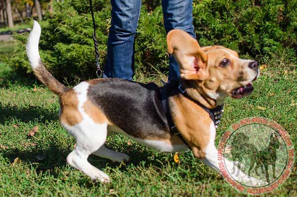 Adjustable Beagle Gear