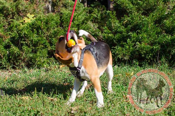 Comfy Padded Harness for Beagles