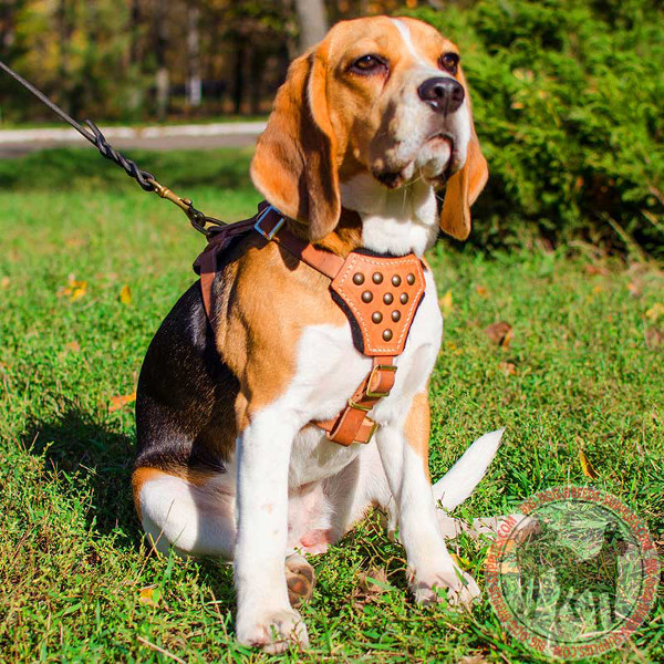 Tan Adjustable Leather Harness for Beagle Pups