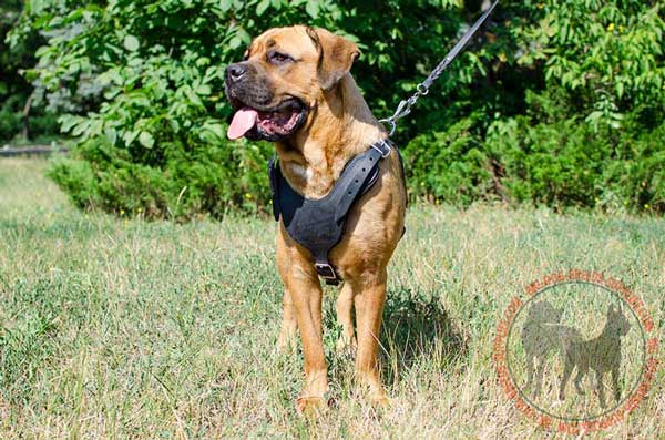 Agitation Leather Harness for Cane Corso Dog