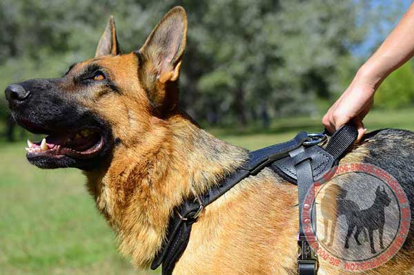 Leather Harness for German Shepherd Agitation Training