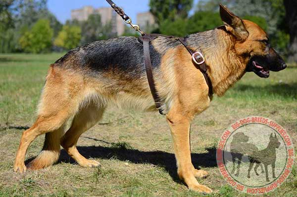 Adjustable Leather Dog Harness for German Shepherd