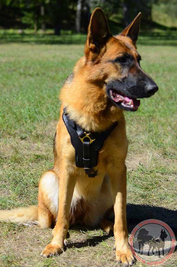 Leather harness for German Shepherd walking and training 