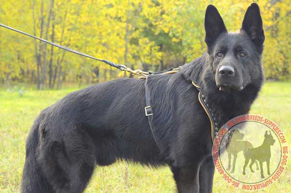 Leather harness for German Shepherd fashion studs design 