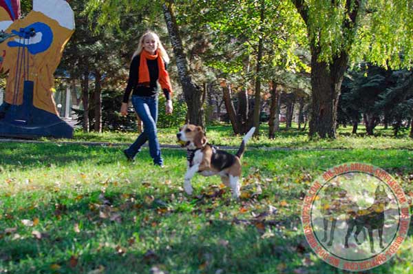 Beagle Plays with His Owner 