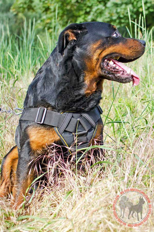 Multifunctional Nylon Rottweiler Harness with Chest Plate for Pulling, Tracking 