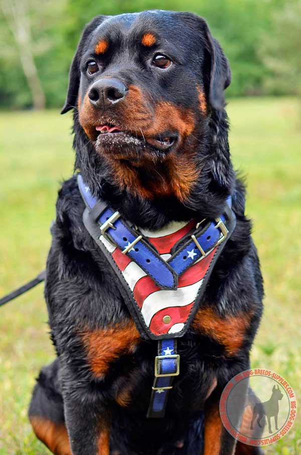 Leather Rottweiler dog harness with american flag painting