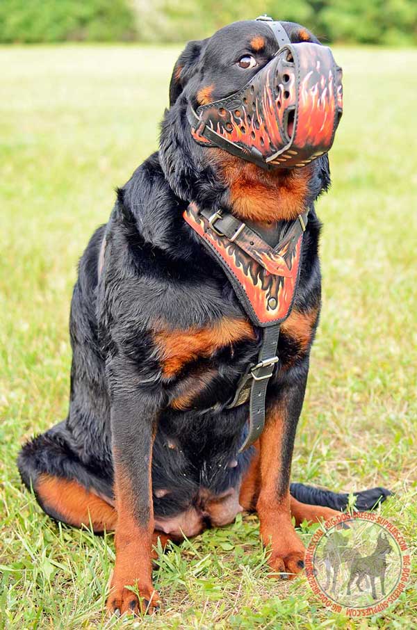 Leather Dog Harness for Rottweiler Looking Stylish