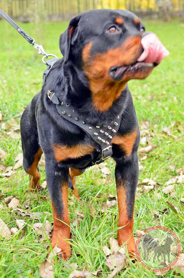 Leather Rottweiler Harness with Nickel Hardware