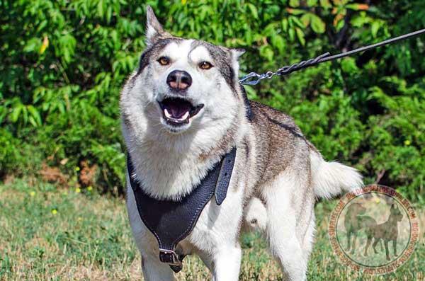 Leather Harness for West Siberian Laika Breed
