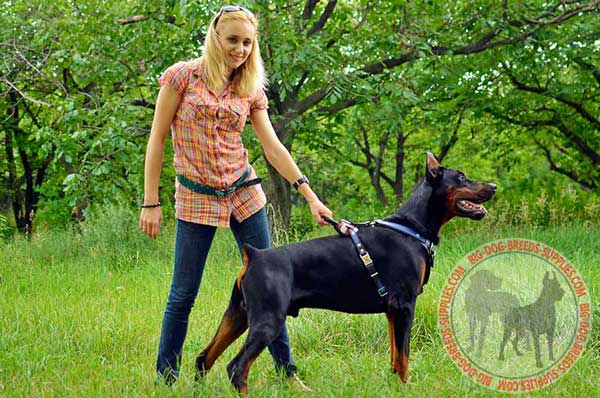 Leather Harness for Doberman Attack Training